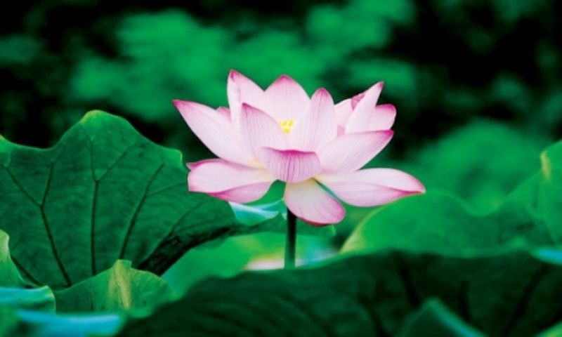 Giải mã mơ thấy bông sen Giải mã mơ thấy bông sen