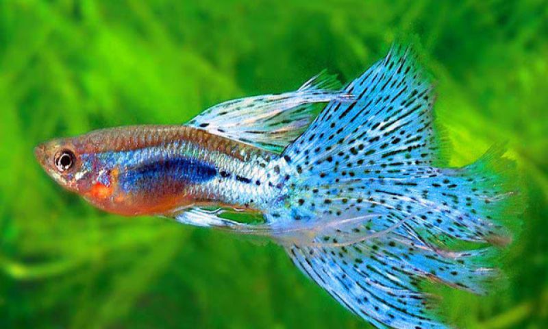 Mơ thấy cá mây chiều Mơ thấy cá mây chiều