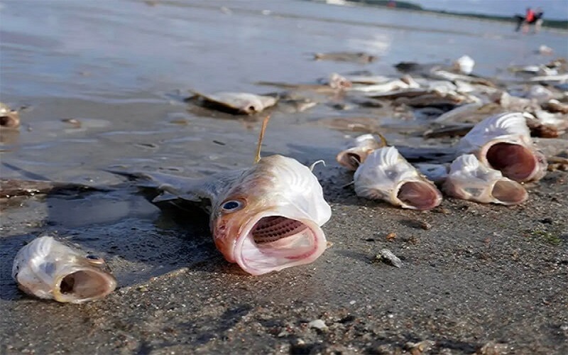 Chiêm Bao Mơ Thấy Bãi Cá Chết Chiêm Bao Mơ Thấy Bãi Cá Chết