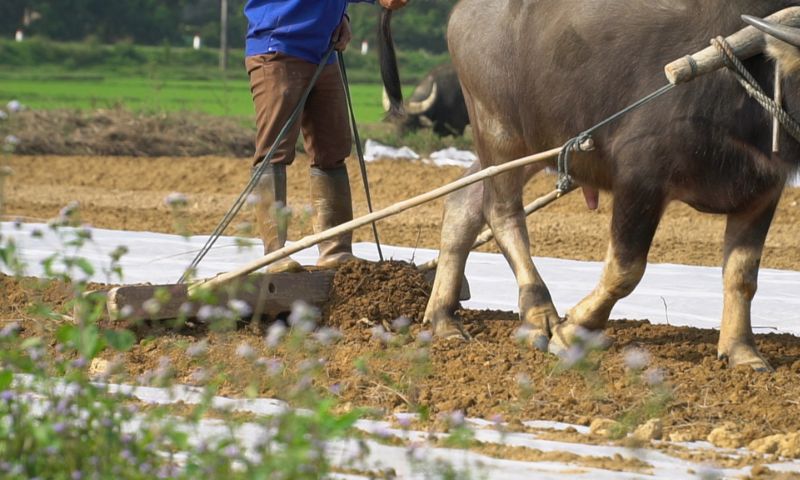 Đánh con gì để đếm tiền thỏa thích khi ngủ mơ thấy cái cày? Đánh con gì để đếm tiền thỏa thích khi ngủ mơ thấy cái cày?