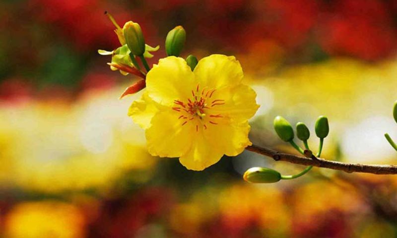 \Mơ thấy bông hoa mai Mơ thấy bông hoa mai