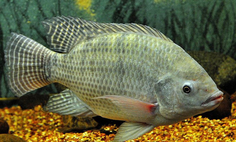 Ngủ mơ thấy cá rô Ngủ mơ thấy cá rô