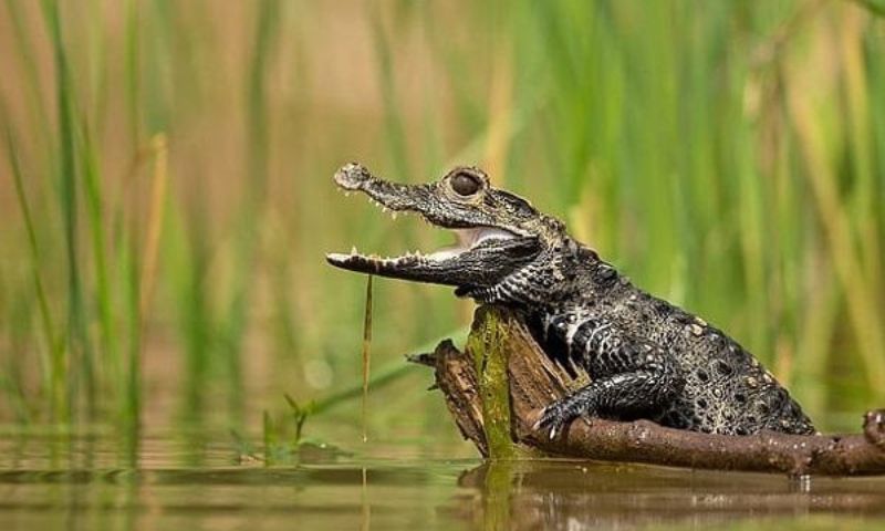 Mơ thấy cá sấu Mơ thấy cá sấu