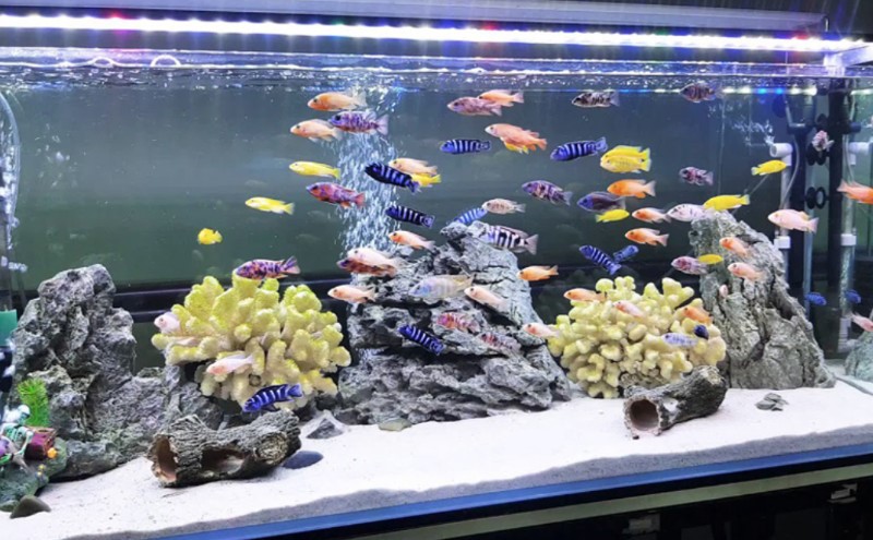 Mơ Thấy Bể Nuôi Cá Cảnh Thì Đánh Số Mấy? Mơ Thấy Bể Nuôi Cá Cảnh Thì Đánh Số Mấy?