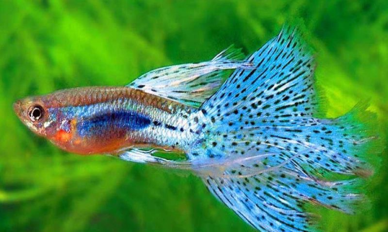 Mơ thấy mình đi mua cá cảnh Mơ thấy mình đi mua cá cảnh