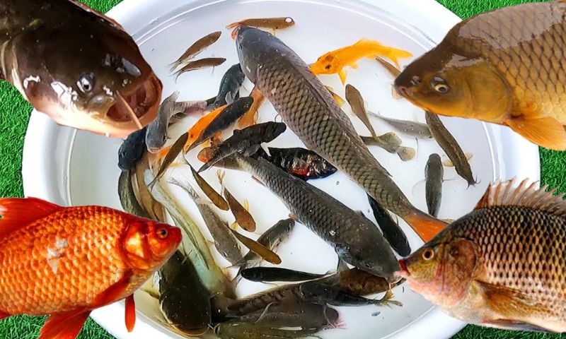Nằm ngủ mơ thấy cá chết đánh con gì? Nằm ngủ mơ thấy cá chết đánh con gì?