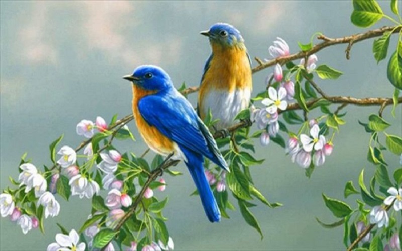 Chiêm Bao Nhìn Thấy Chim Đậu Trên Đỉnh Màn Chiêm Bao Nhìn Thấy Chim Đậu Trên Đỉnh Màn