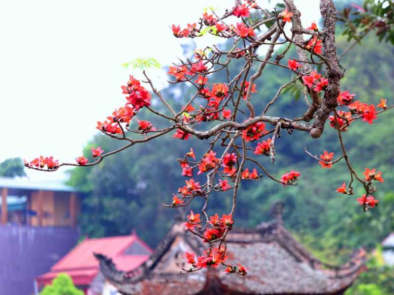 Giấc Mơ Thấy Cây Nở Hoa Liên Quan Đến Con Số Mấy Giấc Mơ Thấy Cây Nở Hoa Liên Quan Đến Con Số Mấy